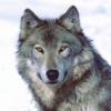 grauerwolfs Avatar